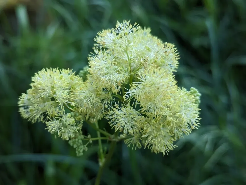 Shining Meadow Rue