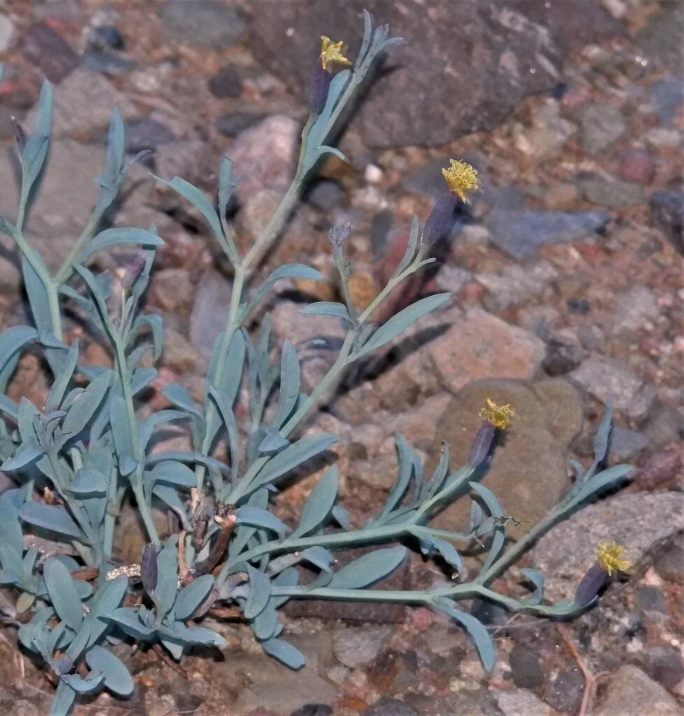 Porophyllum Lanceolatum