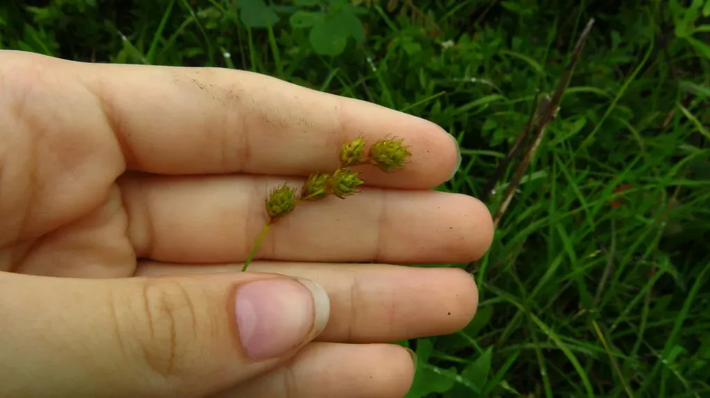 Short-beak Sedge
