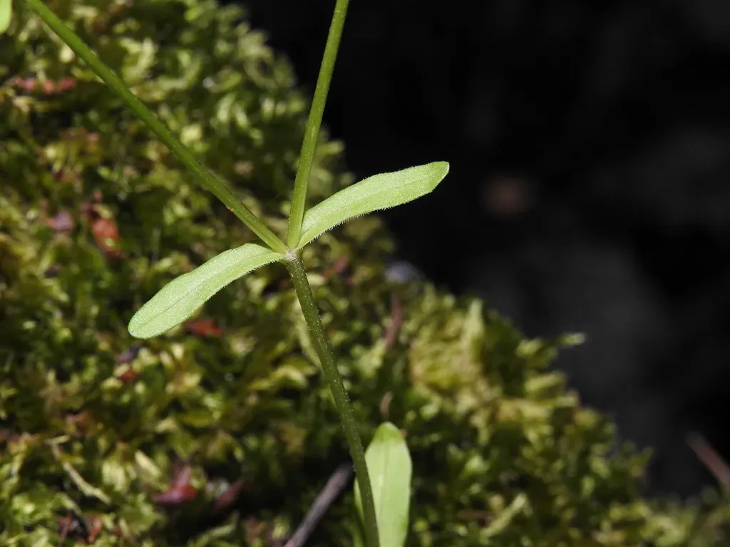 Hairy-fruited Cornsalad