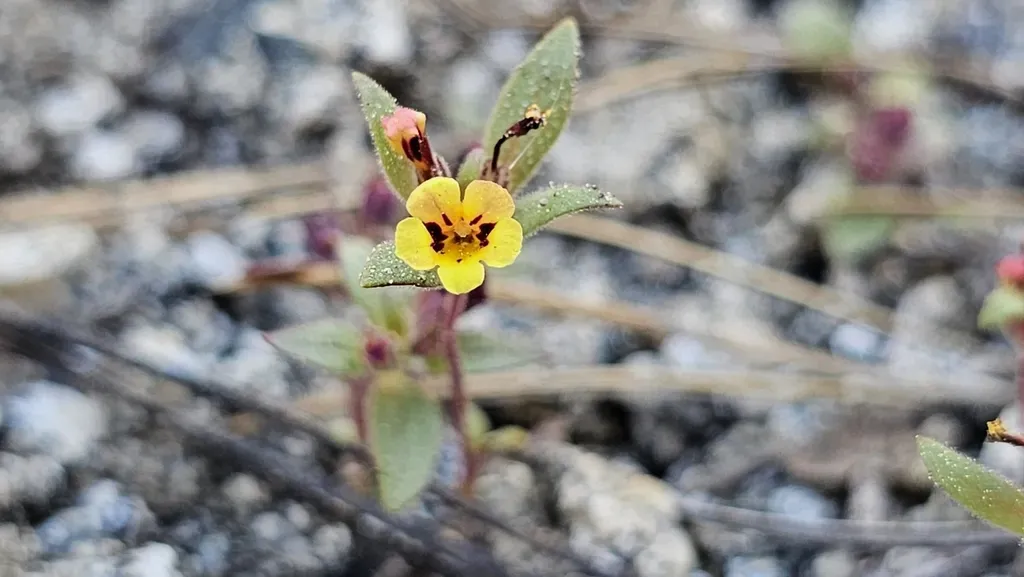 Diplacus Bicolor × Leptaleus