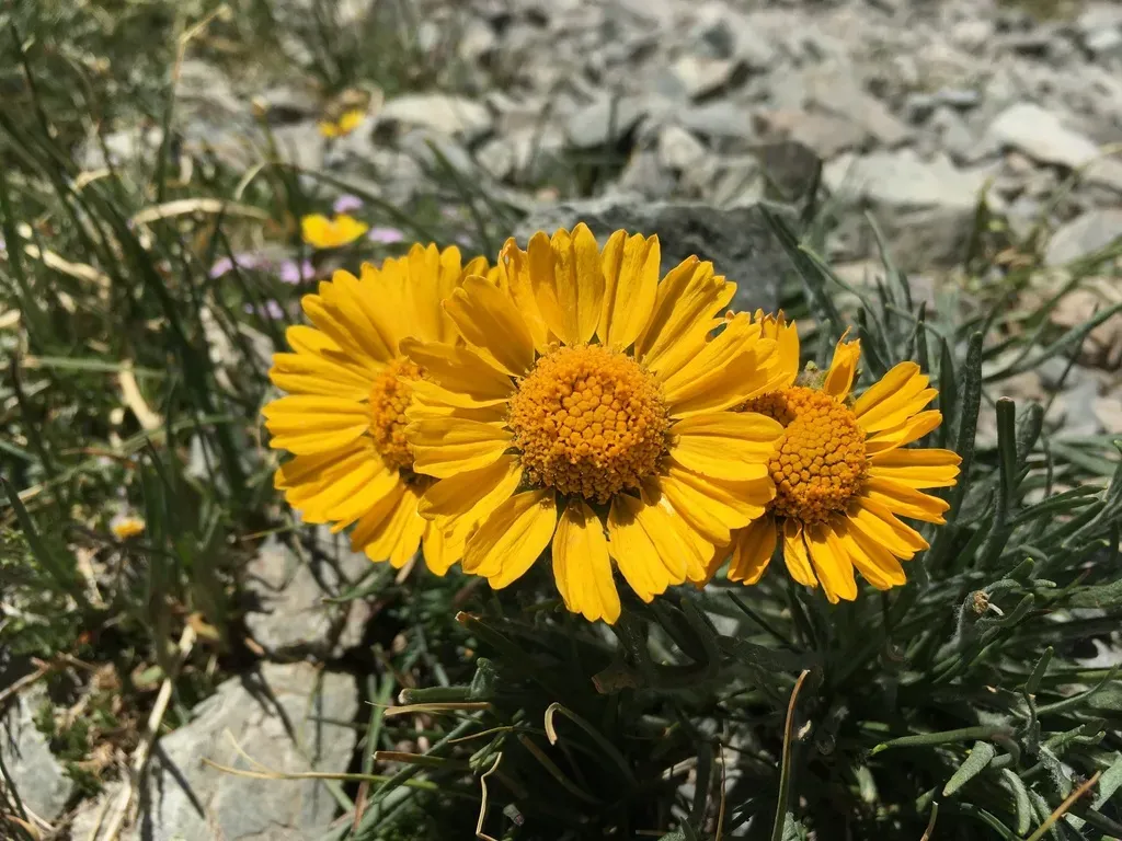 Brandegee's Hymenoxys