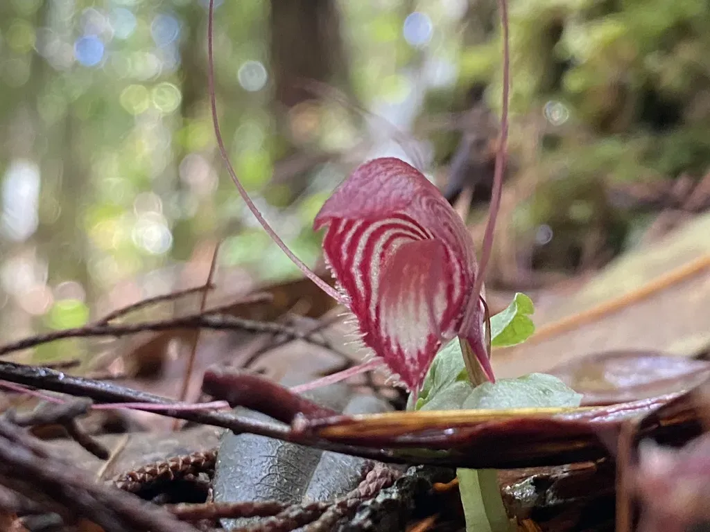 Corybas Annamensis