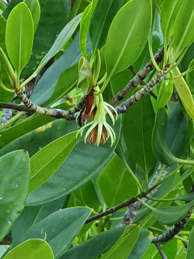 Rib-fruited Orange Mangrove
