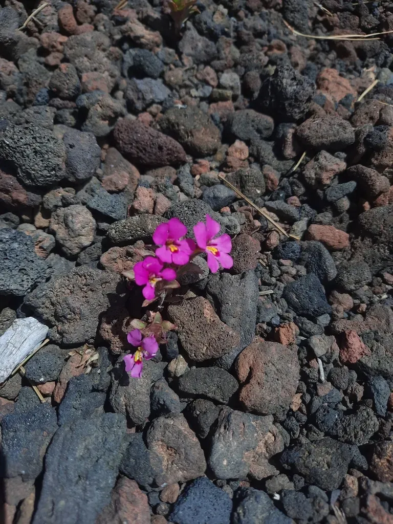 Deschutes Monkeyflower