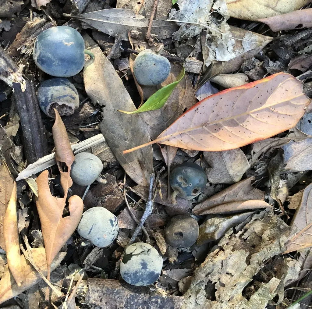 Elaeocarpus Sedentarius