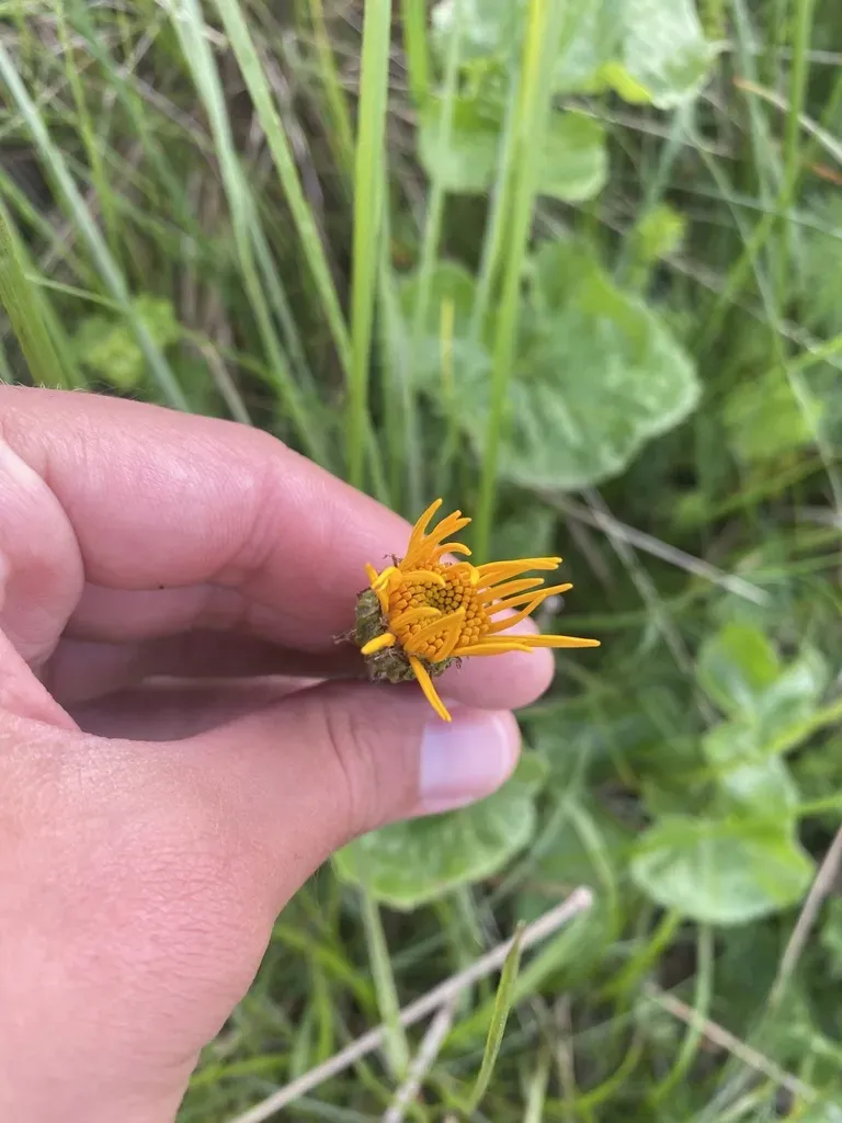 Dolichorrhiza Caucasica