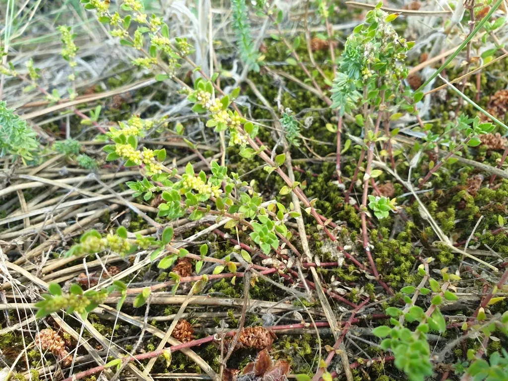 Fringed Rupturewort