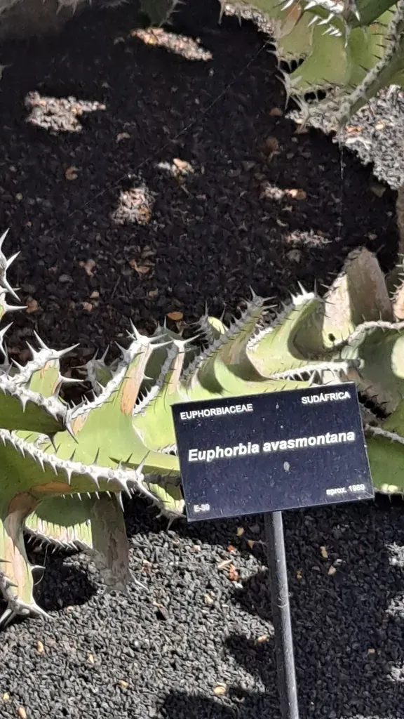 Slender Candelabra Naboom