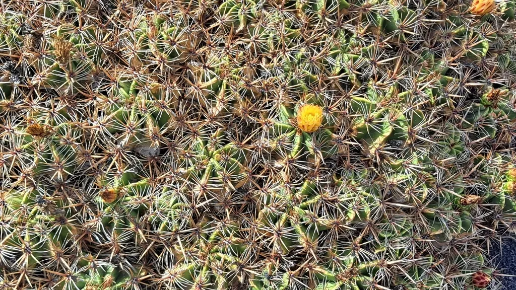 Robust Barrel Cactus