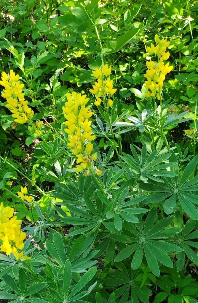Sabin's Lupine