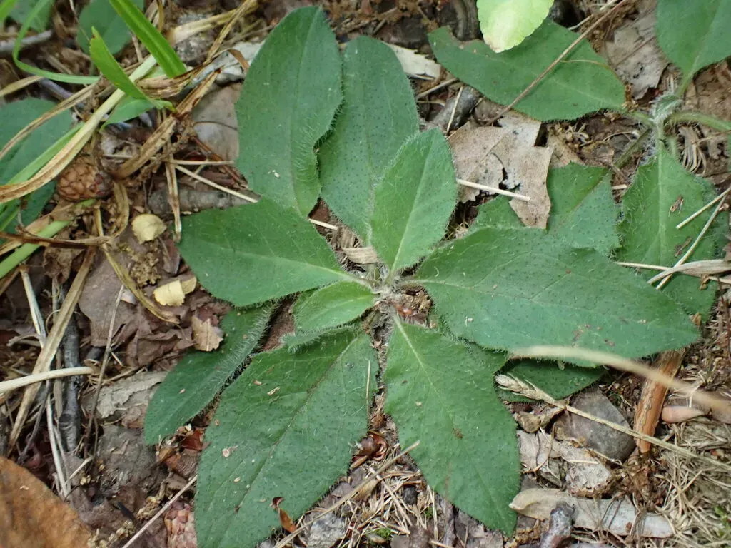 Common Hawkweed