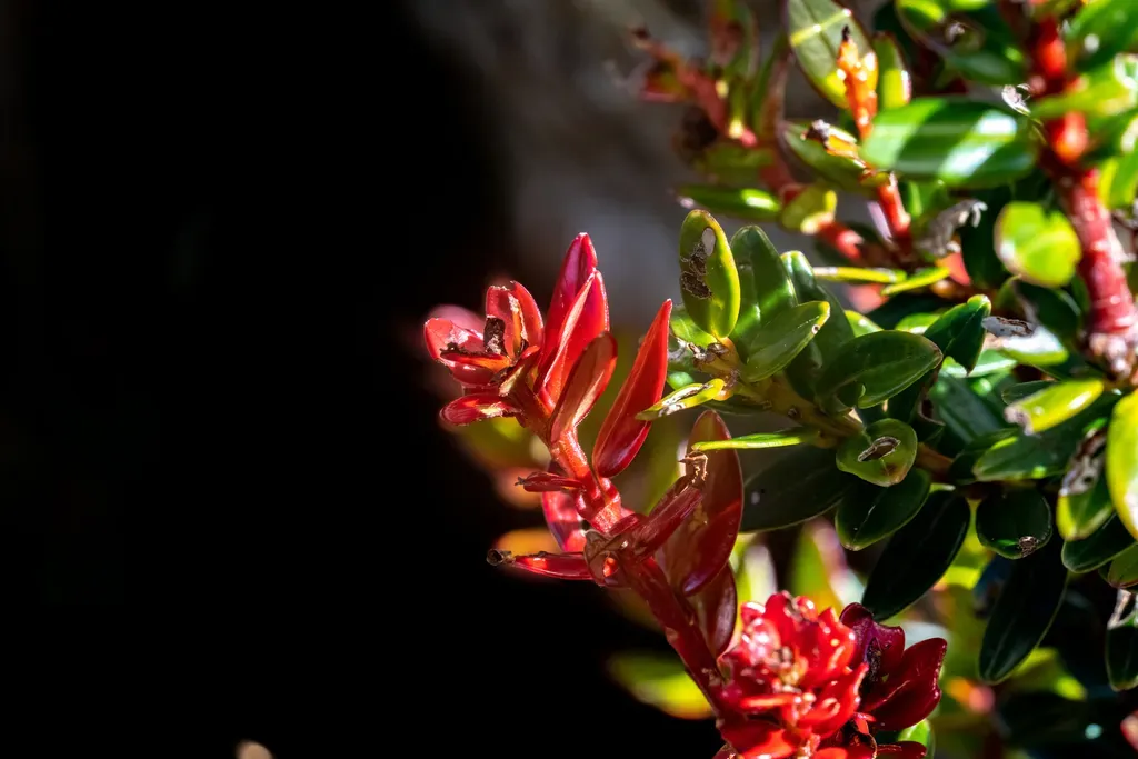 Vaccinium Stapfianum