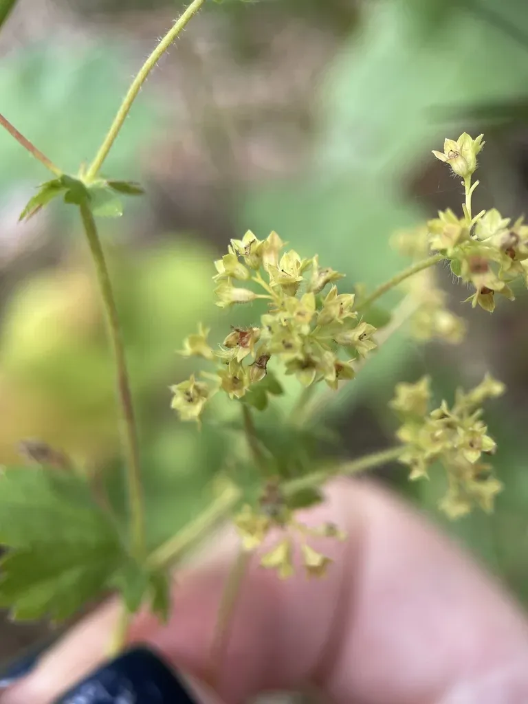 Alchemilla Mininzonii