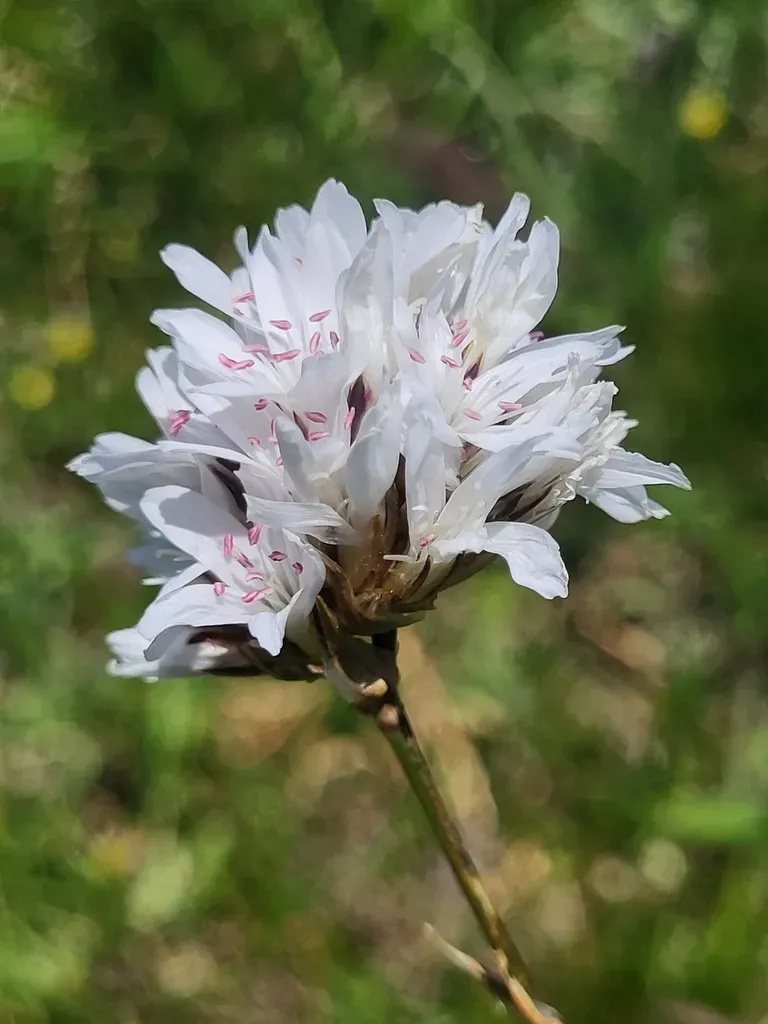 Eremogone Dianthoides