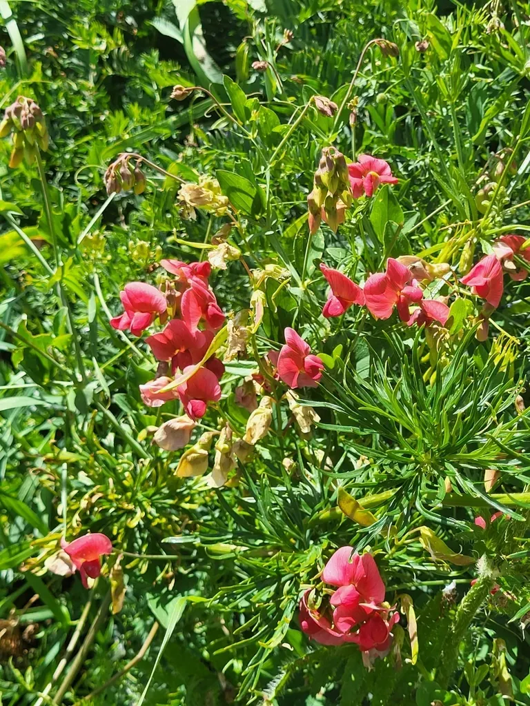 Persian Everlasting Pea