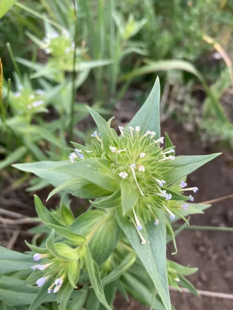 Narrow-leaf Mountain Trumpet