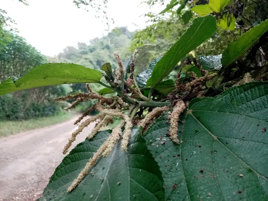 Myriocarpa Stipitata