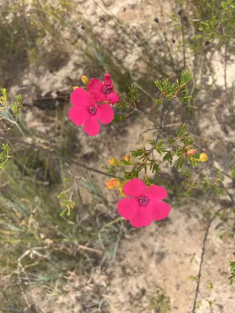 Pileanthus Filifolius