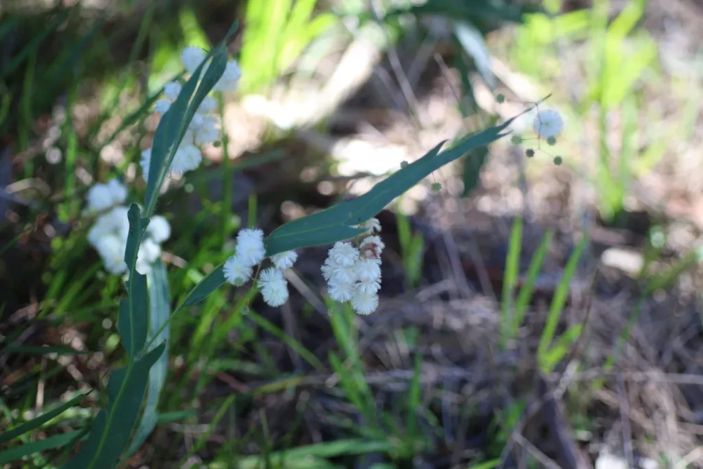 Grass Wattle