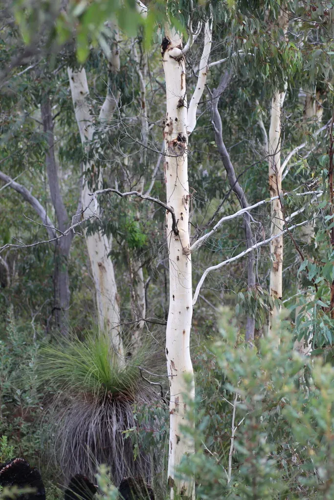 Eucalyptus Laeliae