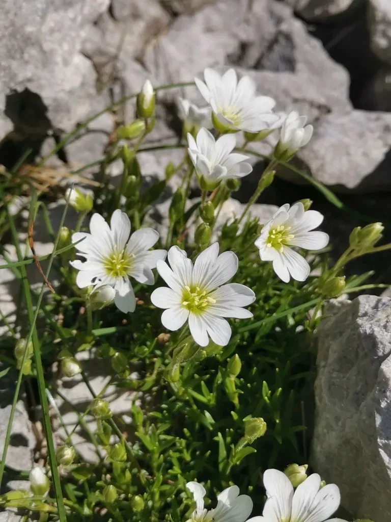 Cerastium Julicum