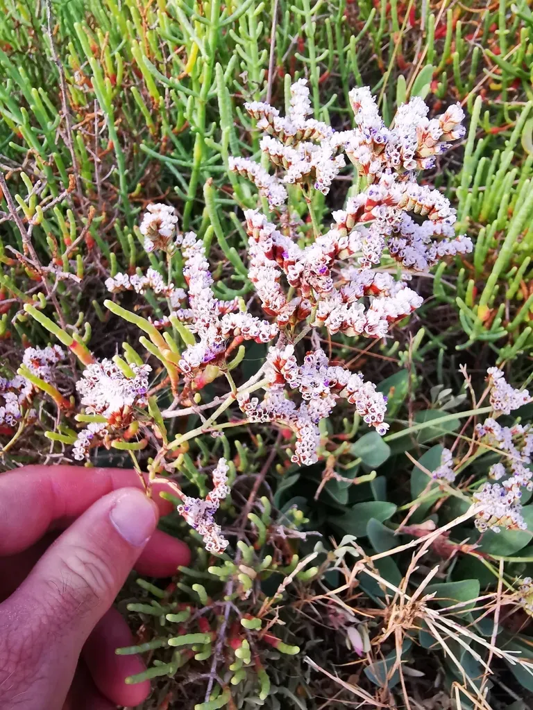 Olive-leaved Sea-lavender