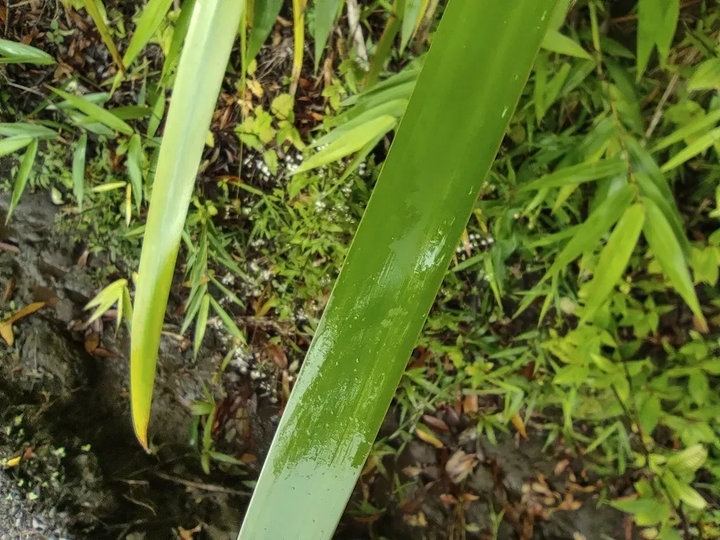 Machaerina Iridifolia