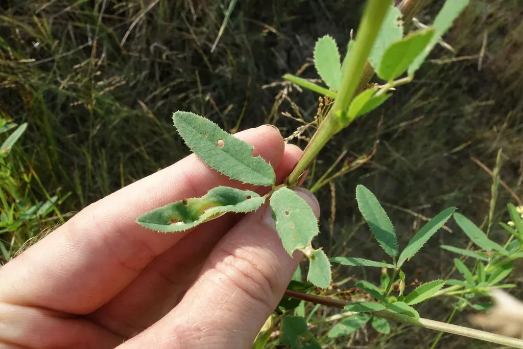 Melilotus Dentatus
