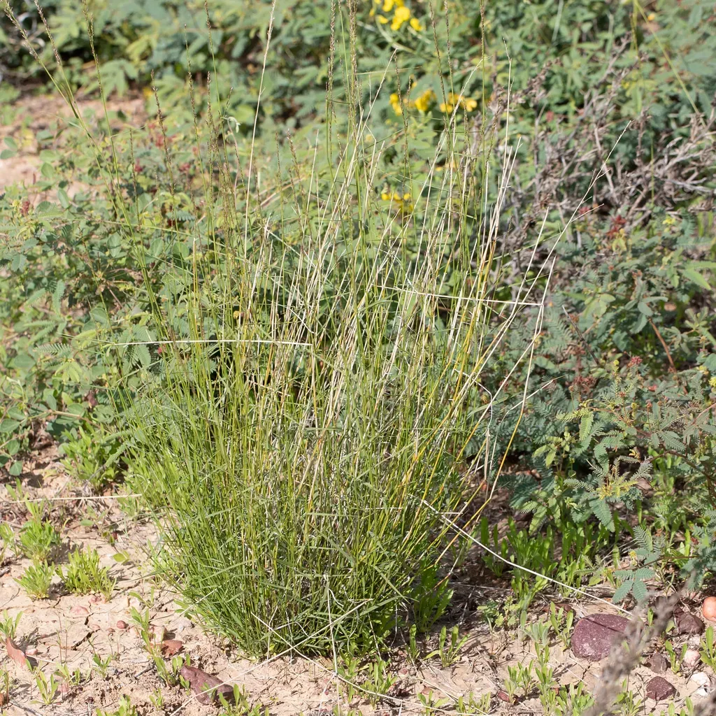 Eragrostis Xerophila