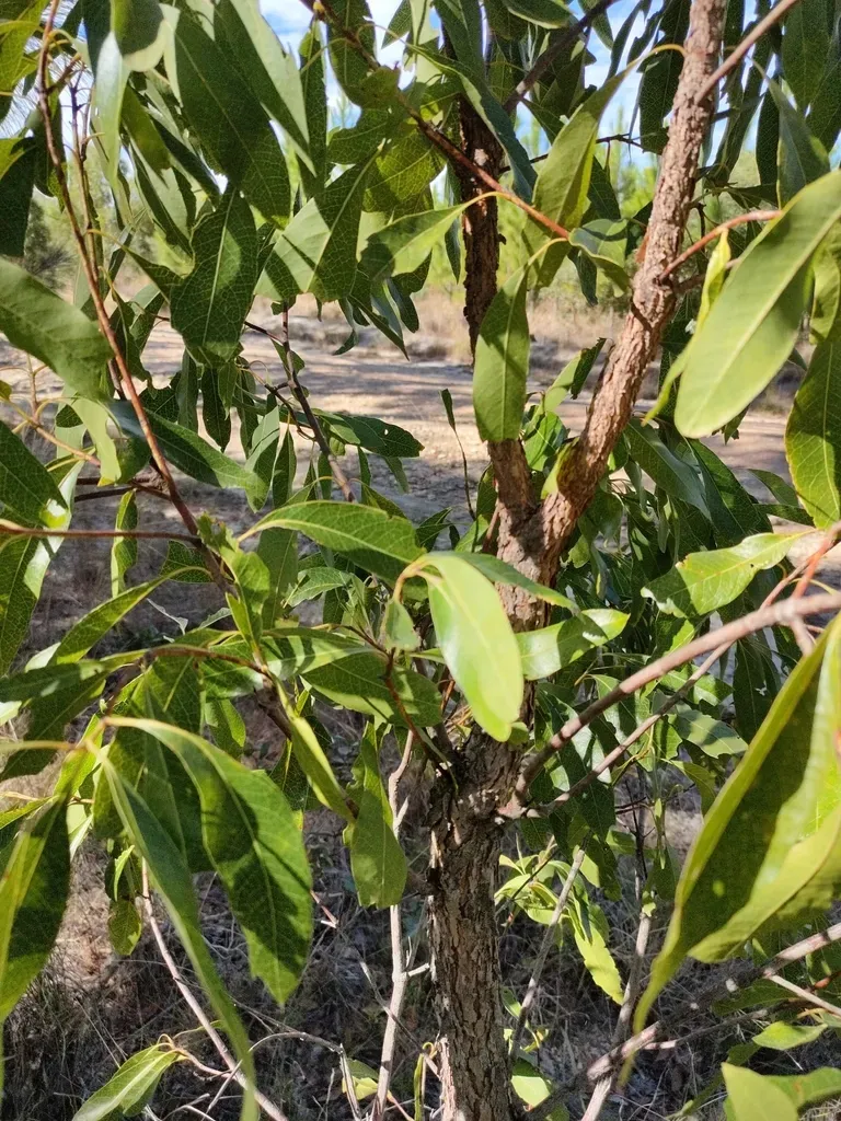 Woody Pear