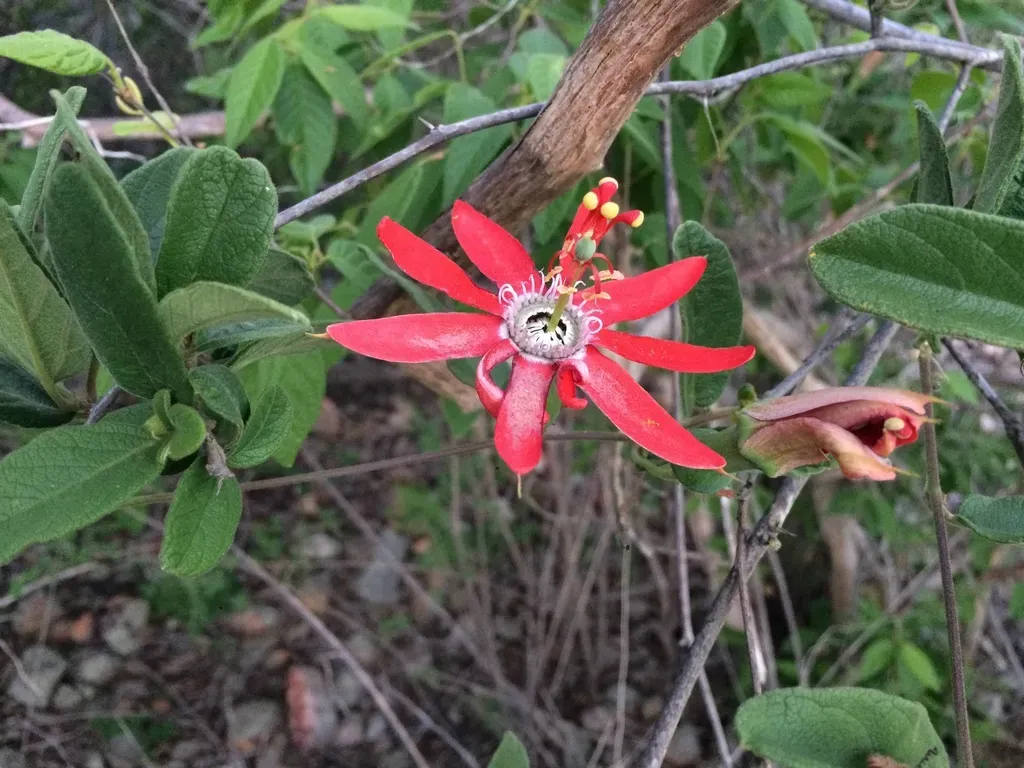 Passiflora Luetzelburgii