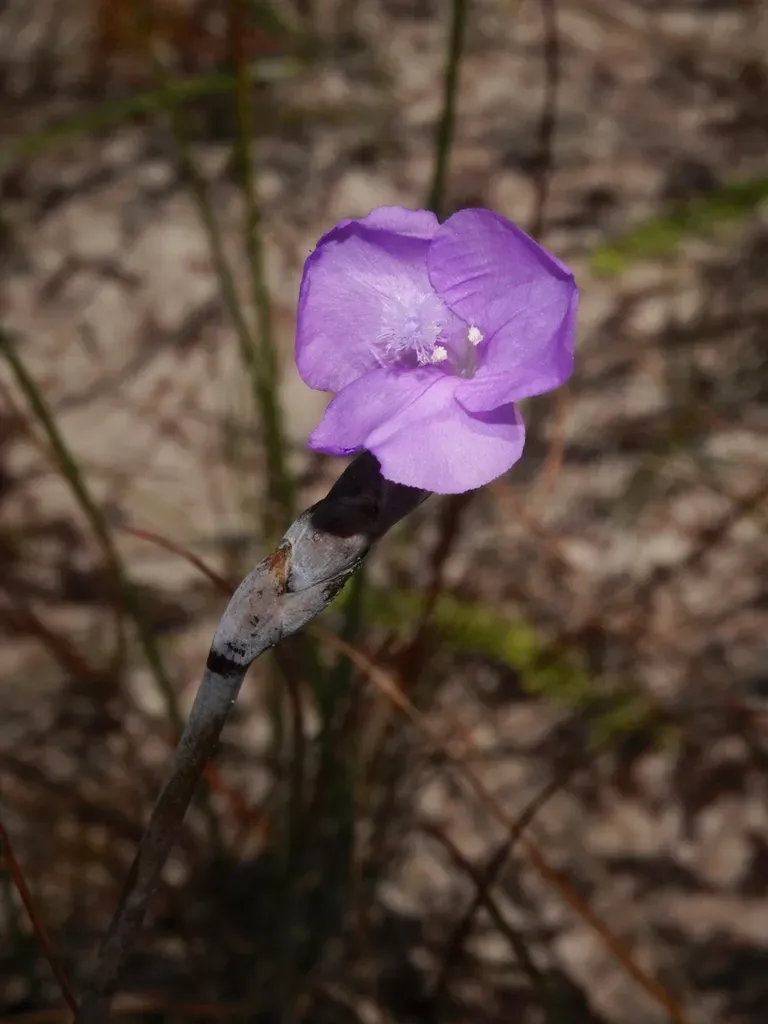 Abolboda Macrostachya