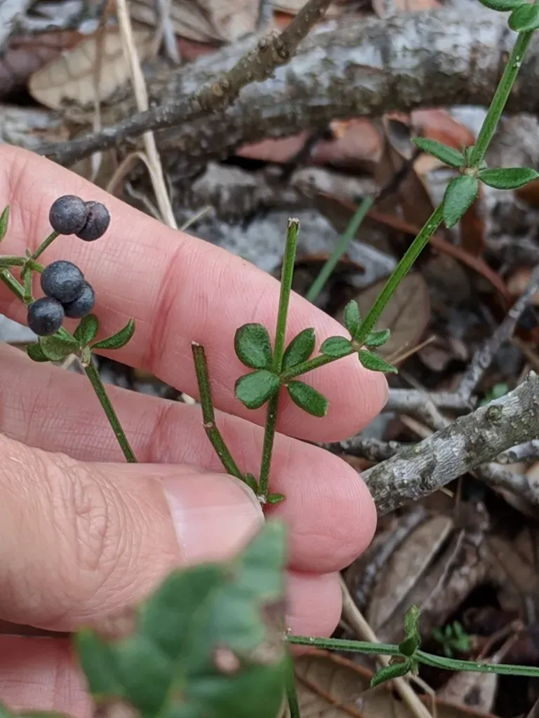 Bermuda Bedstraw