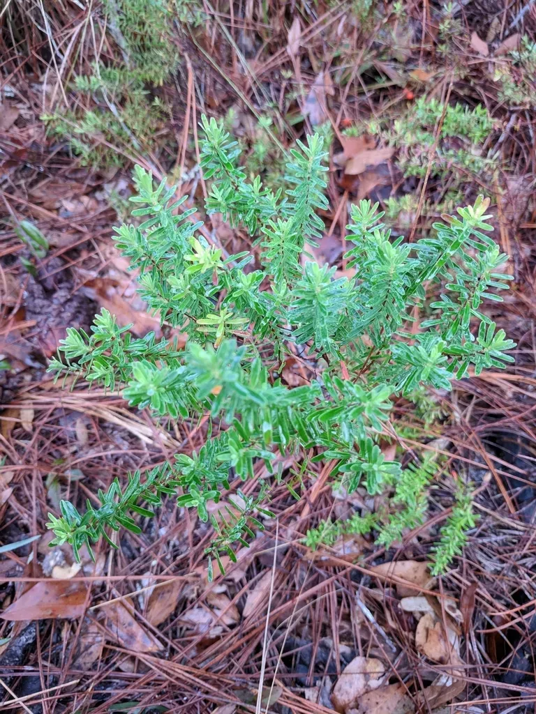 Flatwoods St. John's-wort