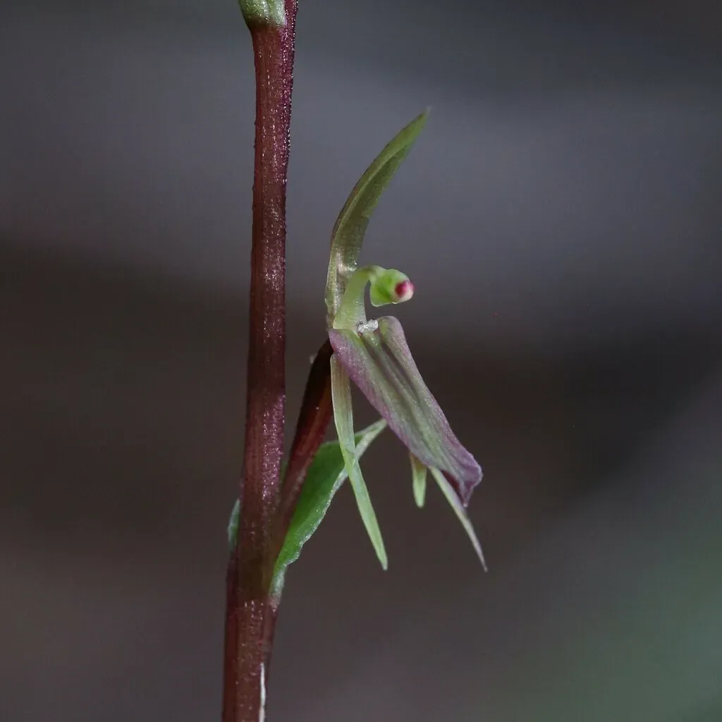 Cyrtostylis Huegelii