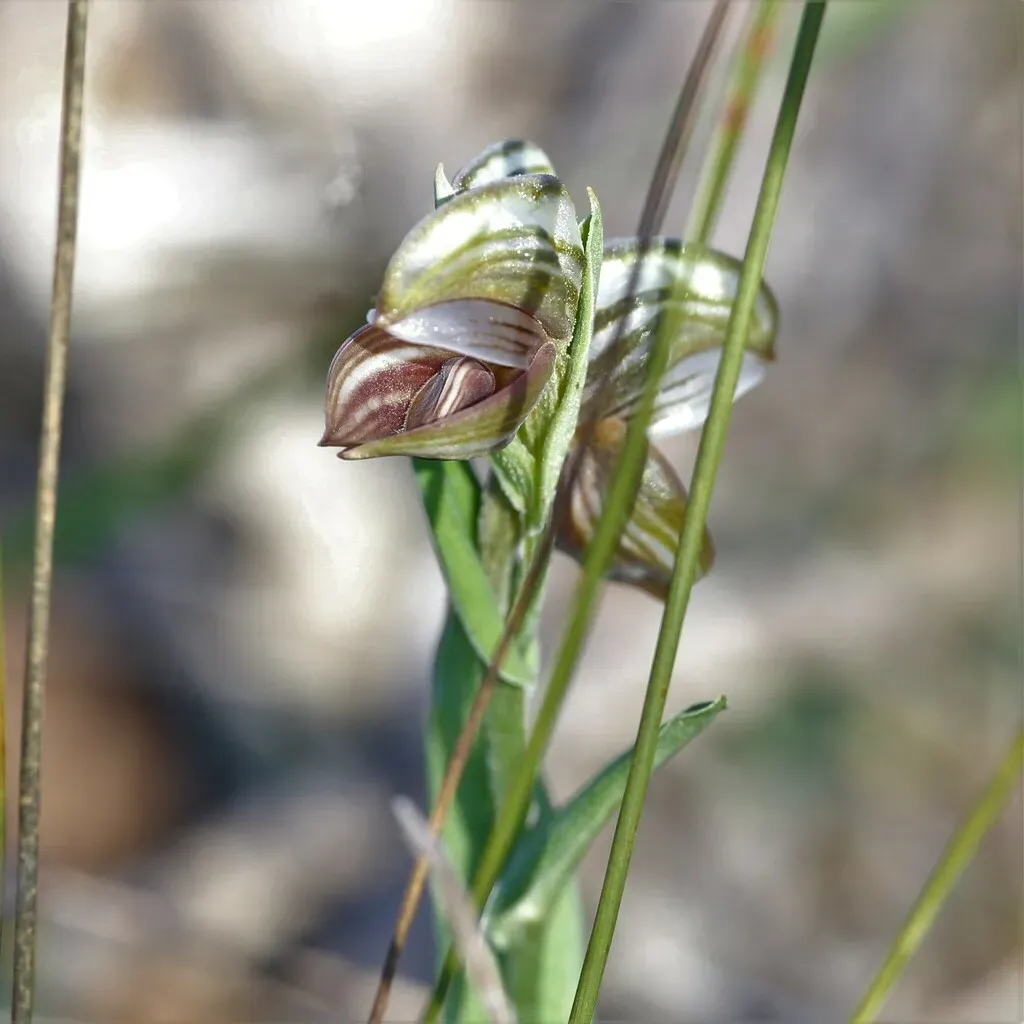 Pterostylis Concava