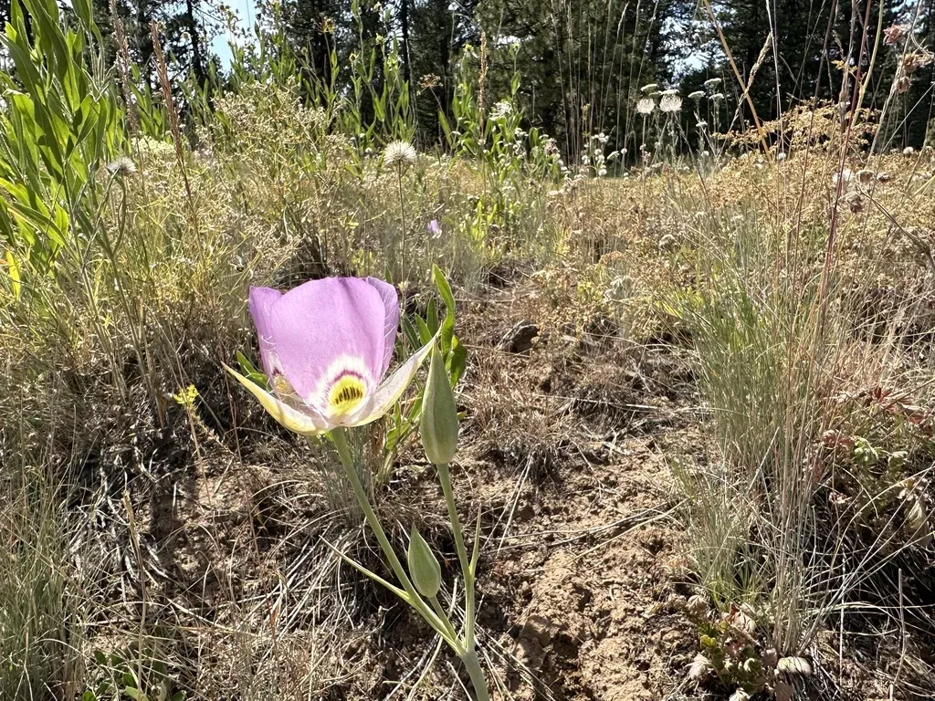 Broadfruit Mariposa Lily