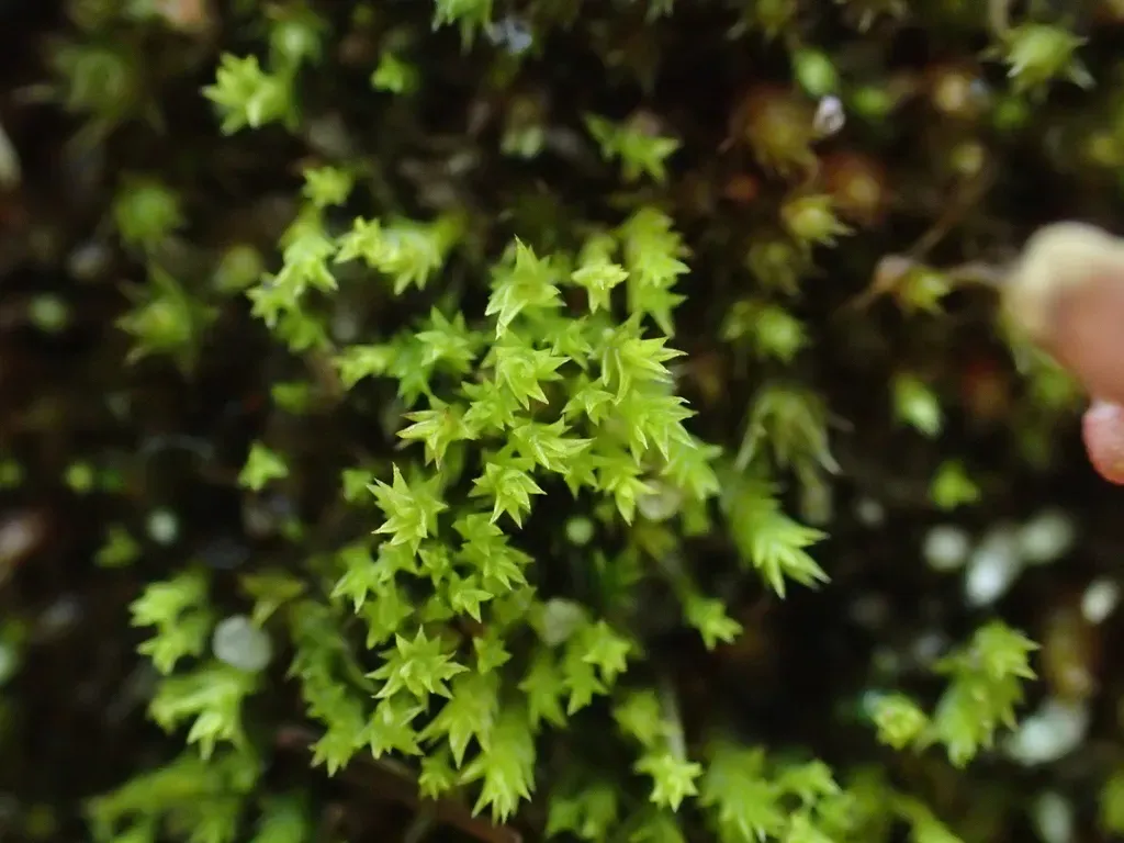 Pseudocrossidium Adustum