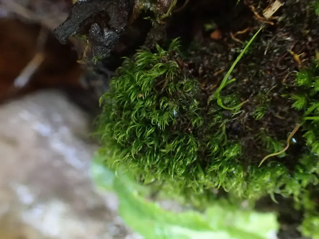 Leucoloma Sprengelianum