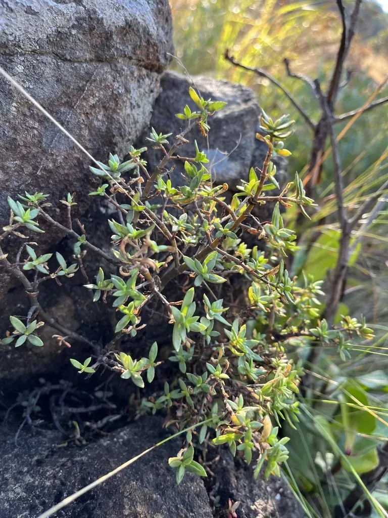 Bonsai Crassula