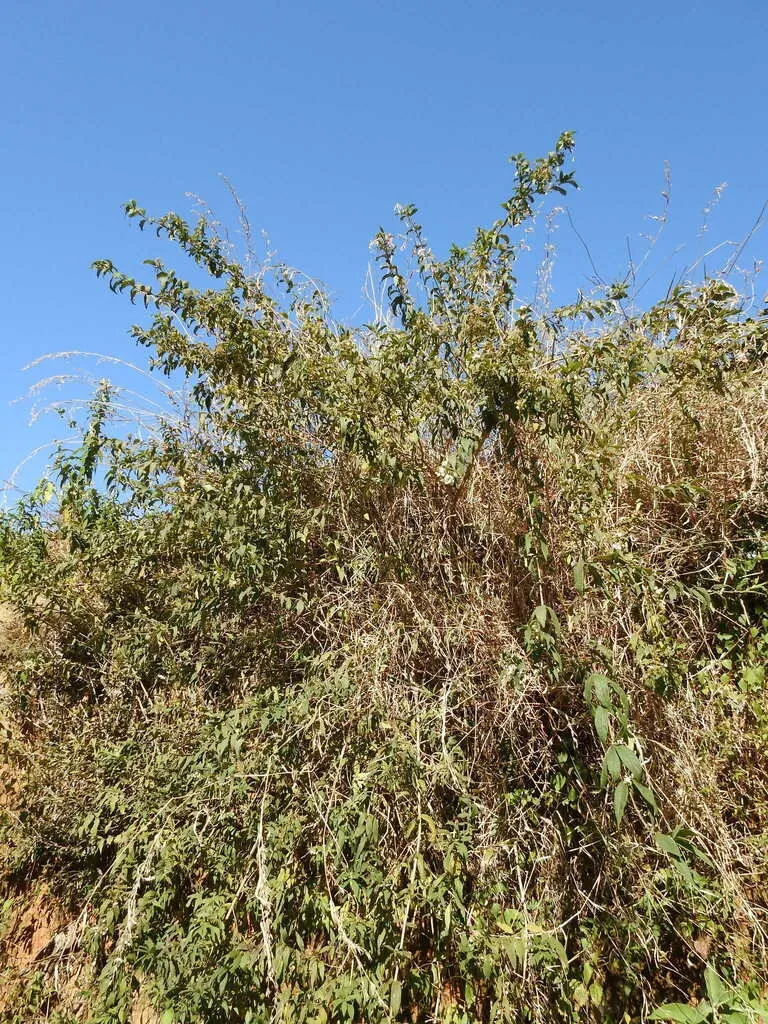 Transvaal Shellflower