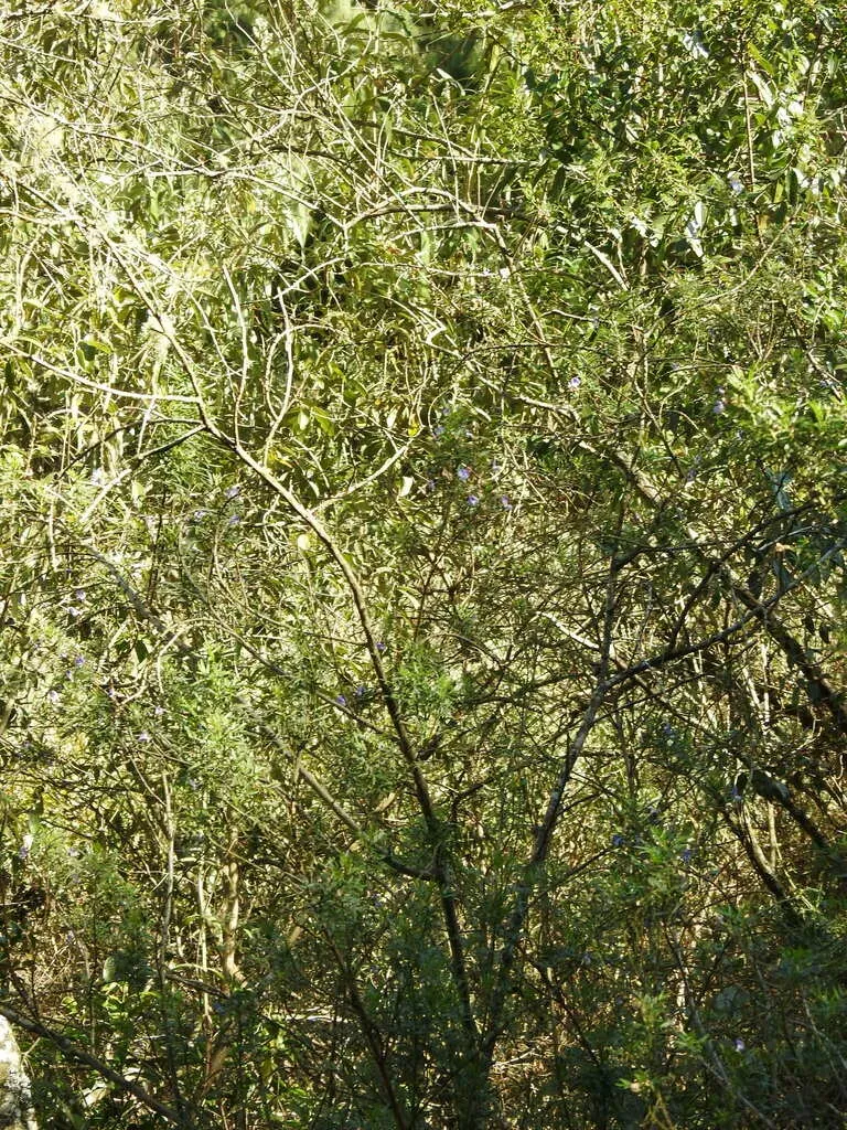 Psoralea Platyphylla