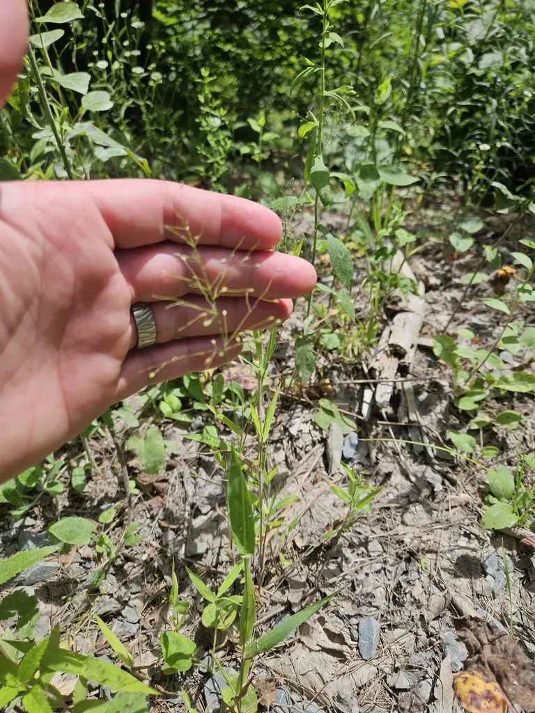 Northern Witchgrass