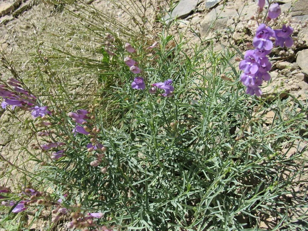 Littlecup Beardtongue