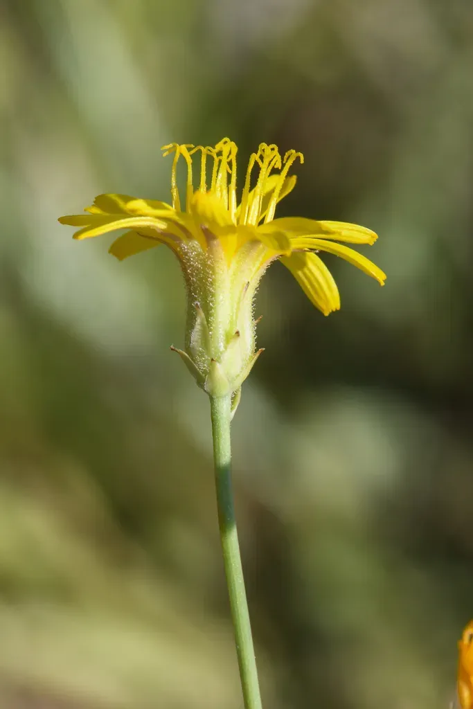 Dandelion Hawksbeard