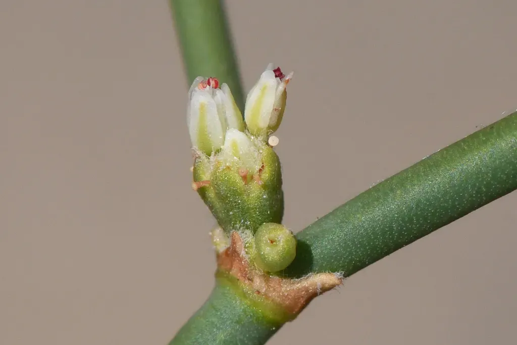 Hoffmann's Buckwheat