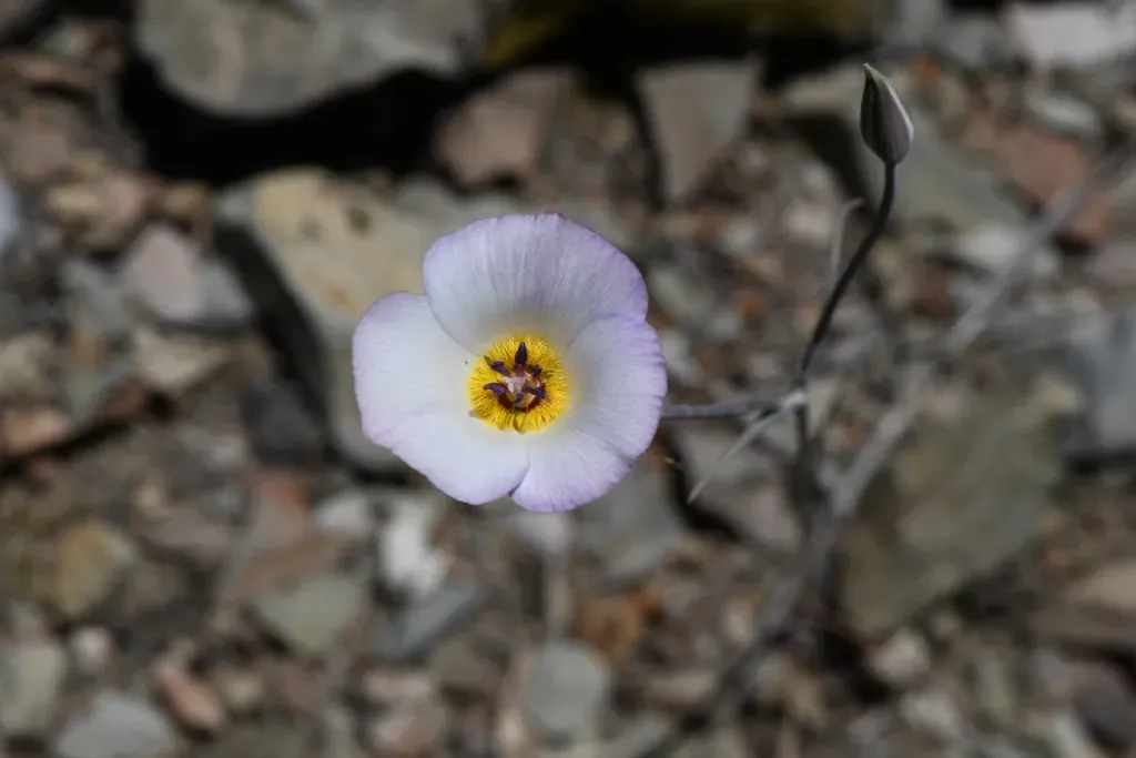 Panamint Mariposa Lily