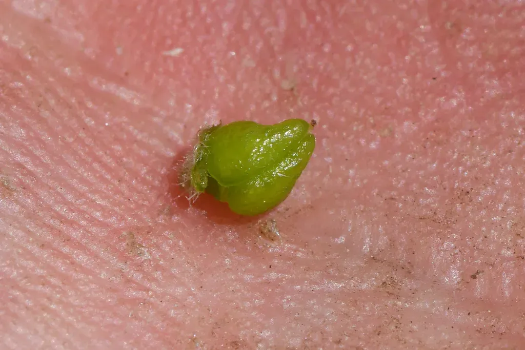 White Mountains Catseye