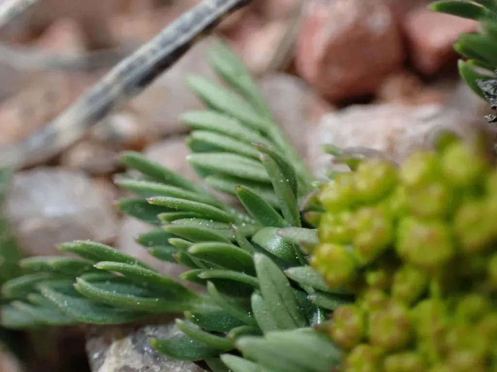 Pikes Peak Springparsley